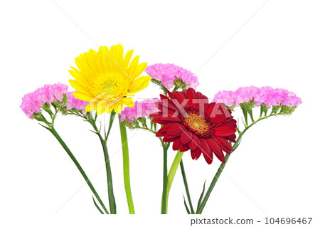 [Gerbera and statice] (focus stacking) 104696467