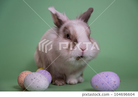 Easter Bunny on a green background with colorful painted eggs. 104696604