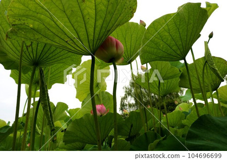 A cool lotus pond that shelters from the sun 104696699