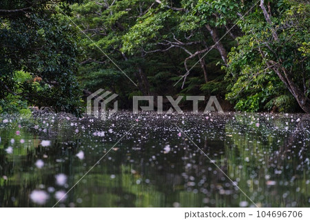 落在西表島邁拉河和馬埃拉河水面上的玉蕊花 落在西表島邁拉河和馬埃拉河水面上的玉蕊花 104696706