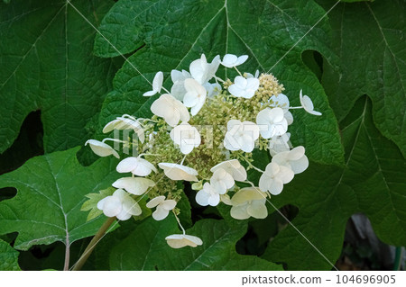 Oakleaf hydrangea (lat. Hydrangea quercifolia) Oakleaf hydrangea (lat. Hydrangea quercifolia) 104696905