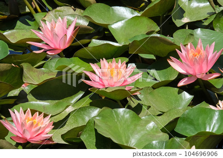 Blooming pink nymphea closeup (Lat. - nymphaea caerulea) Blooming pink nymphea closeup (Lat. - nymphaea caerulea) 104696906