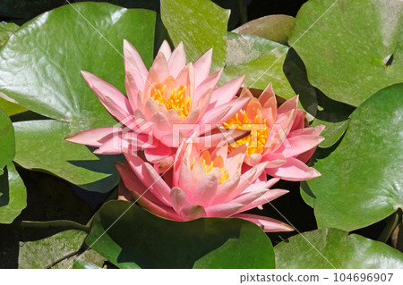 Blooming pink nymphea closeup (Lat. - nymphaea caerulea) Blooming pink nymphea closeup (Lat. - nymphaea caerulea) 104696907