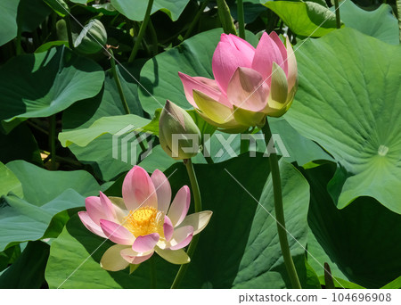 Lotuses (lat. Nelumbo nucifera) Lotuses (lat. Nelumbo nucifera) 104696908
