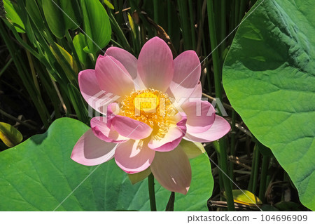 Lotuses (lat. Nelumbo nucifera) Lotuses (lat. Nelumbo nucifera) 104696909