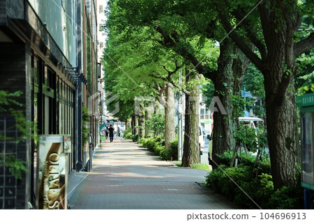Platinum street with beautiful fresh greenery Platinum street with beautiful fresh greenery 104696913