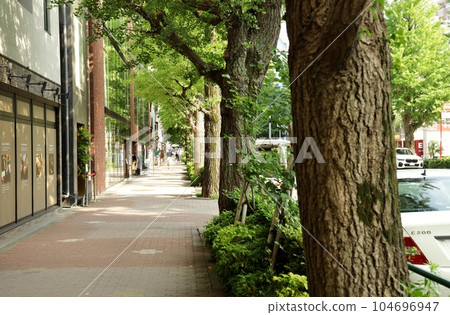 Platinum street with beautiful street trees Platinum street with beautiful street trees 104696947