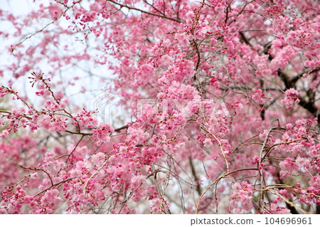 鮮豔的粉紅色櫻花盛開 鮮豔的粉紅色櫻花盛開 104696961
