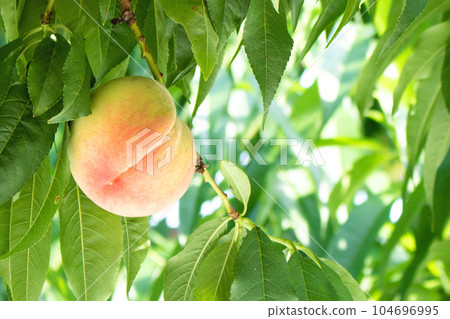 Peaches with their faces sticking out from among the many leaves close-up Peaches with their faces sticking out from among the many leaves close-up 104696995