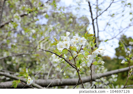 野櫻花 104697126