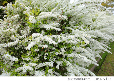 Willow flower 104697128