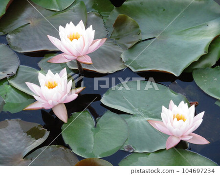 beautiful lotus floating on water beautiful lotus floating on water 104697234