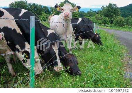 奶牛在牧場吃草 104697382