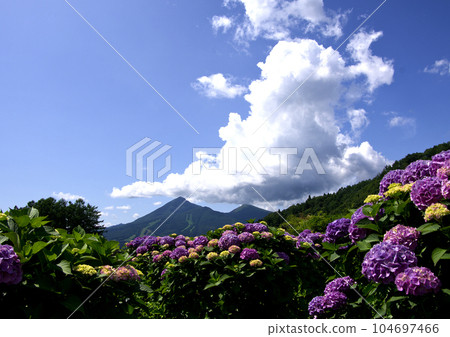 色彩繽紛的繡球花、磐梯山、積雨雲在藍天的映襯下顯得格外美麗。 104697466