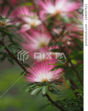 Red flower	 104697621