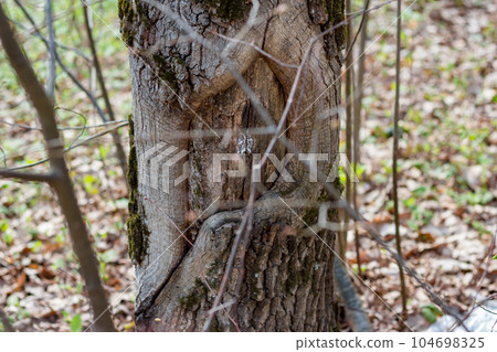 A hollow on a tree trunk that looks like an eye 104698325