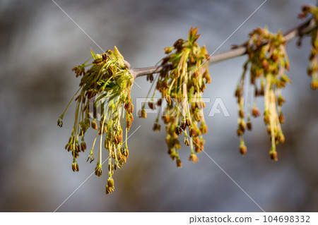Inflorescences of ash-leaved maple - box elder, boxelder maple, Manitoba maple, Acer negundo 104698332
