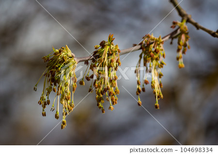 Inflorescences of ash-leaved maple - box elder, boxelder maple, Manitoba maple, Acer negundo 104698334