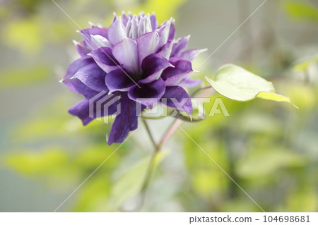 Temperate flowers Temperate flowers 104698681