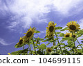 Sunflower and blue sky 104699115