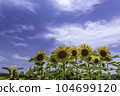 Sunflower and blue sky 104699120