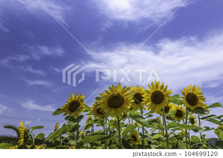 Sunflower and blue sky 104699120