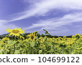 sunflower	 104699122