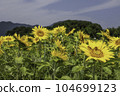 Sunflower field 104699123