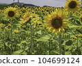Sunflower field 104699124