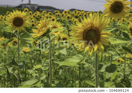 Sunflower field 104699124