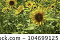 sunflower	 104699125