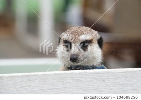 被可愛的貓鼬盯著看 被可愛的貓鼬盯著看 104699250