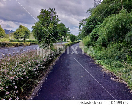 沿著人行道種植樹枝和樹葉 104699592