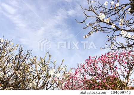 Winter Kisaragi Blue Sky, White Plum Blossoms, Red Plum Blossoms Contest Scene-2 Winter Kisaragi Blue Sky, White Plum Blossoms, Red Plum Blossoms Contest Scene-2 104699743