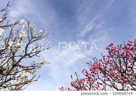 冬日如月藍天白梅紅梅大賽場景3 104699744