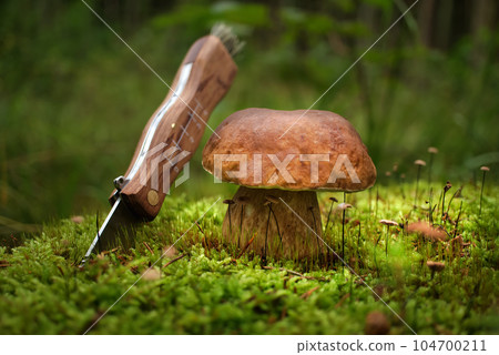 Close up Bolete mushroom near knife in the woods 104700211