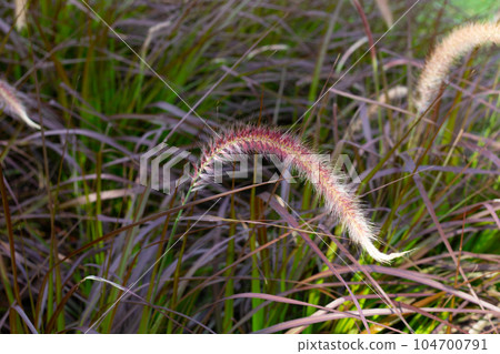 Fountain grass or pennisetum alopecuroides Fountain grass or pennisetum alopecuroides 104700791