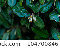 Nawashirogumi flowers blooming in a hedge on the outskirts of Fukuoka 104700846