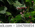 Kusagi flowers blooming in the suburbs of Fukuoka 104700854