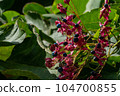 Hedges in the suburbs of Fukuoka prefecture 104700855