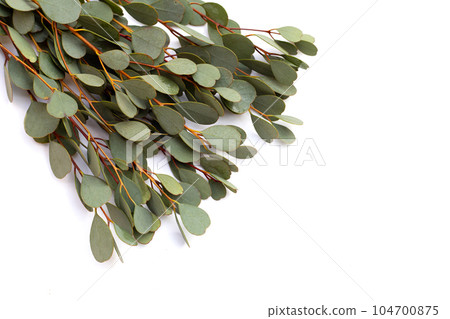 Eucalyptus leaves on white background. Green leaf branches. 104700875