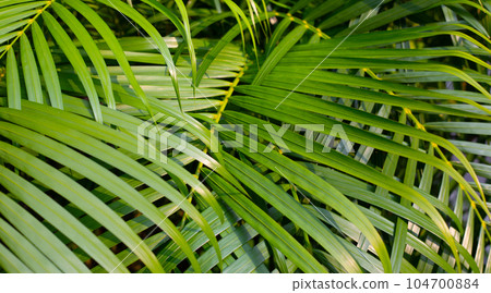 Palm tree in the garden. Tropical green leaves Palm tree in the garden. Tropical green leaves 104700884