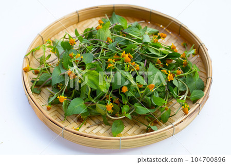 Yellow flower with green leaves of acmella oleracea or toothache plant on white background Yellow flower with green leaves of acmella oleracea or toothache plant on white background 104700896
