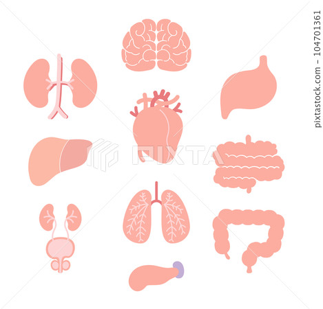 Male human body organs set Male human body organs set 104701361