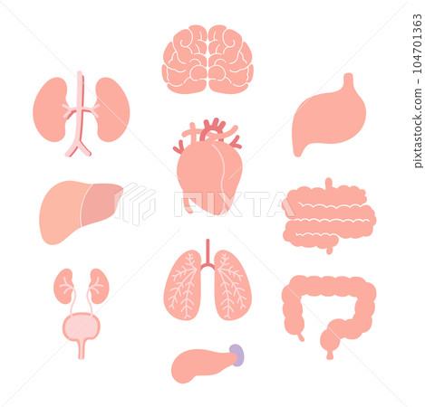 set of female organs set of female organs 104701363