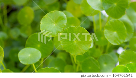 Fresh green centella asiatica plant 104701541