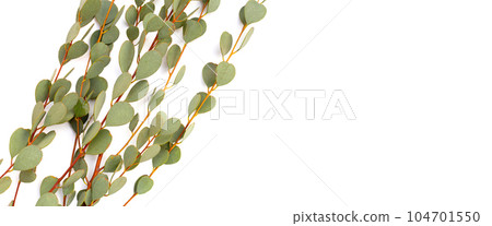 Eucalyptus leaves on white background. Green leaf branches. Eucalyptus leaves on white background. Green leaf branches. 104701550