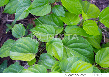 Green leaves of betel plant in the garden Green leaves of betel plant in the garden 104701596