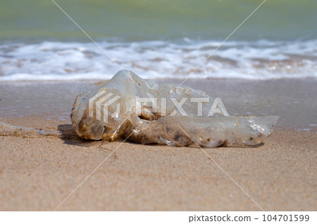 Plastic bag pollution on the beach 104701599