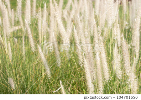 Fountain grass or pennisetum alopecuroides 104701650
